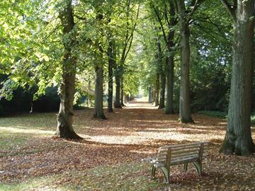 herfstbos pad en bankje herfstbos pad en bankje