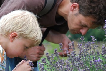 aan lavendel ruiken aan lavendel ruiken