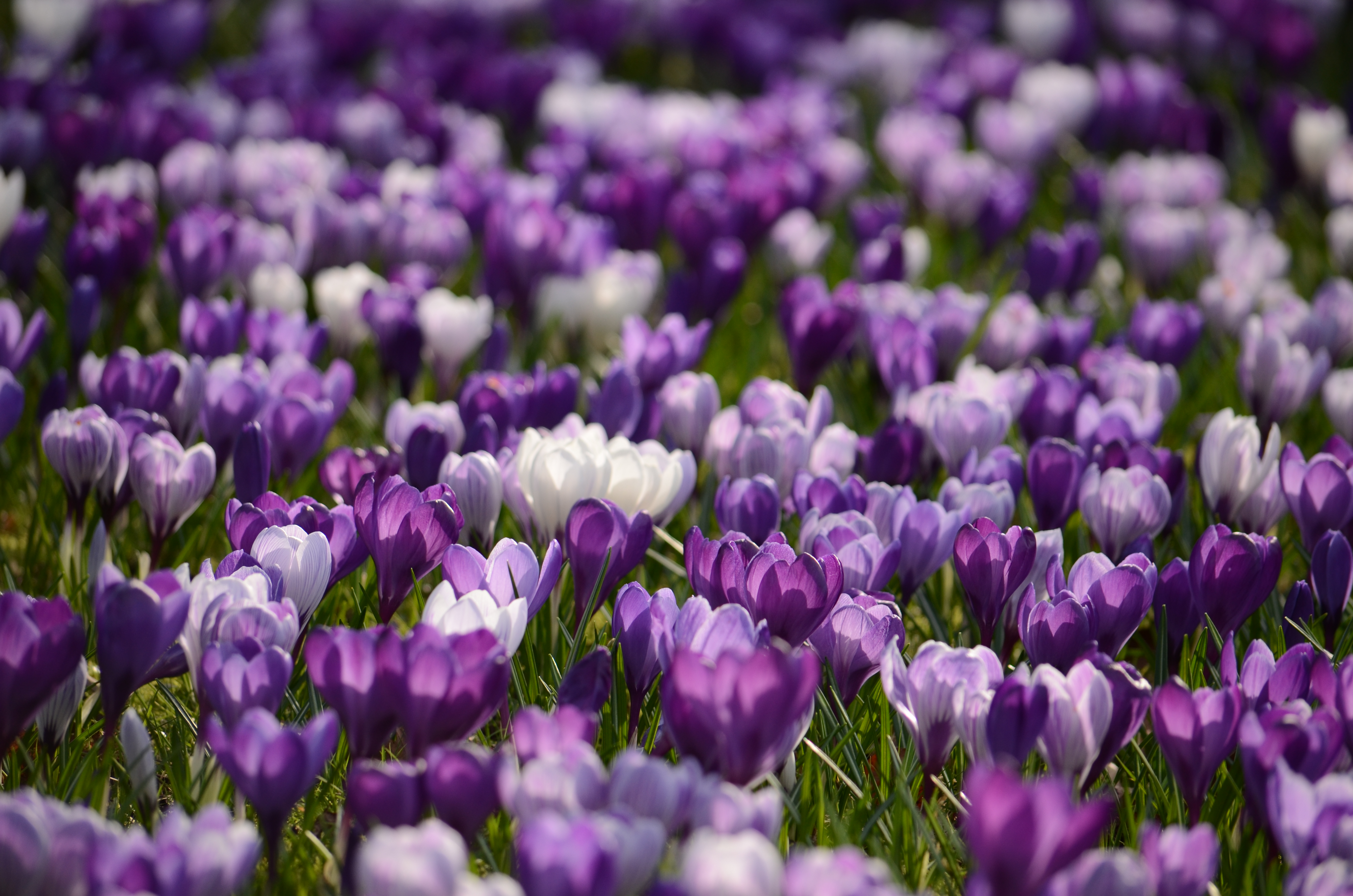 Sfeerbeeld lente krokussen veel